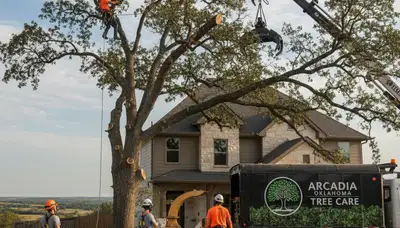 Professional tree removal service in Oklahoma City OK by certified arborists