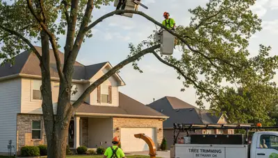 Professional tree removal service in Oklahoma City OK safely clearing large oak tree
