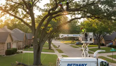 Professional tree removal service in Oklahoma City OK by expert arborists