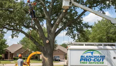Professional tree removal service in Oklahoma City OK for safe residential and commercial properties