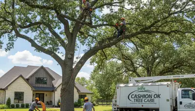 Professional tree removal service in Oklahoma City OK by expert arborists