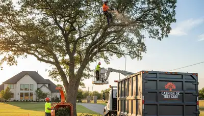 Professional tree removal service in Oklahoma City OK by expert arborists