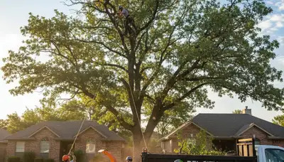 Professional tree removal service in Oklahoma City OK removing large oak safely
