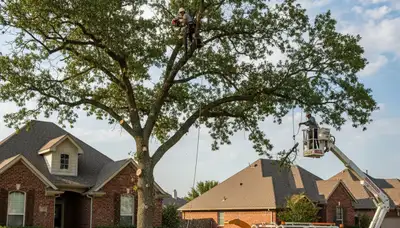 Professional tree removal service in Oklahoma City OK by expert arborists