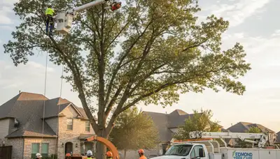 Professional tree removal service in Oklahoma City OK by certified local arborists