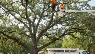 Professional tree removal service in Oklahoma City OK safely cutting and clearing large trees