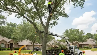 Arborist trimming oak tree branches in Oklahoma City, OK for safe, healthy tree growth