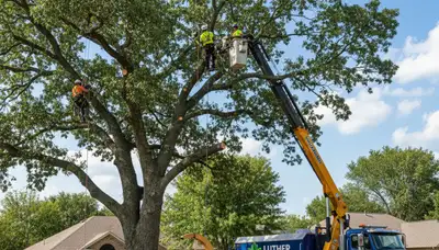 Professional tree removal team serving residential properties in Oklahoma City, OK