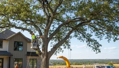Professional tree removal service in Oklahoma City OK by certified arborists