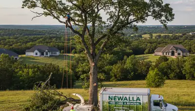 Professional tree removal service in Oklahoma City OK by certified arborists