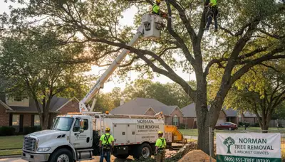 Professional tree removal service crew in Oklahoma City OK clearing large oak tree safely