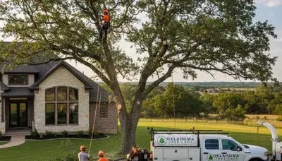 Professional tree removal service in Oklahoma City OK safely cutting and clearing large trees
