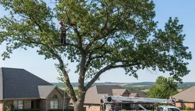 Professional tree removal service crew in Oklahoma City OK safely cutting large oak tree