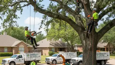 Professional tree removal service in Oklahoma City OK by certified arborists