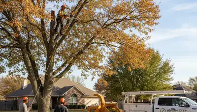 Professional tree removal service in Oklahoma City OK for safe residential tree cutting