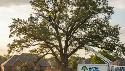 Professional tree removal service in Oklahoma City OK safely clearing residential property trees